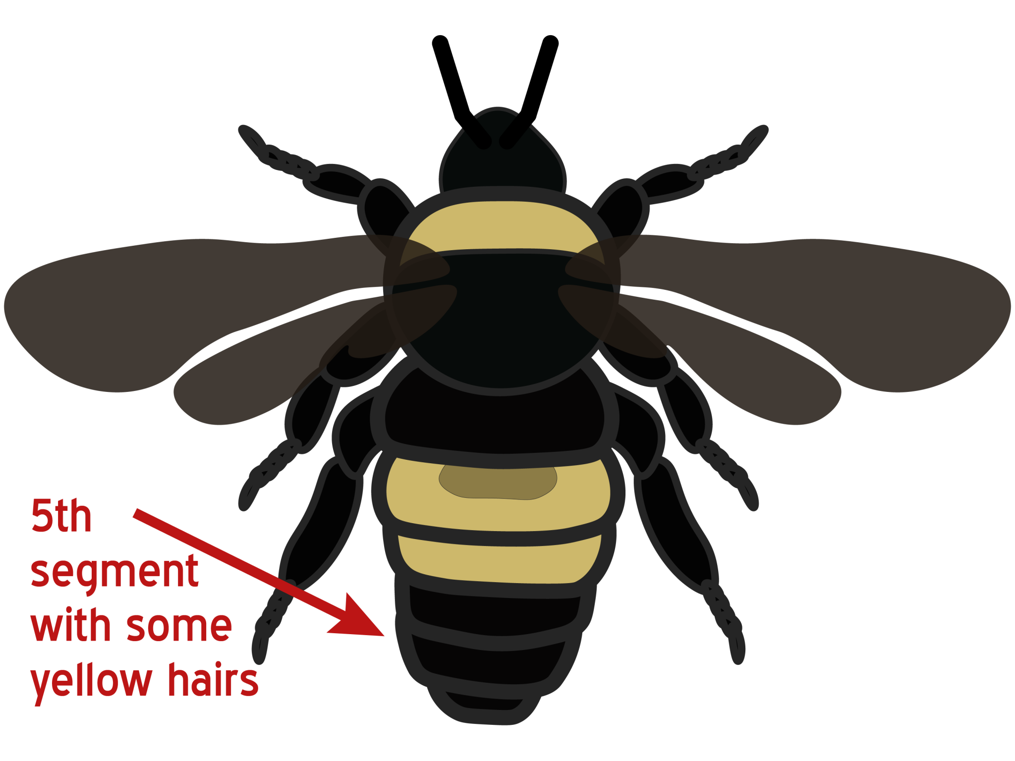 Yellowbanded Bumble Bee Bumble Bees of Wisconsin UWMadison